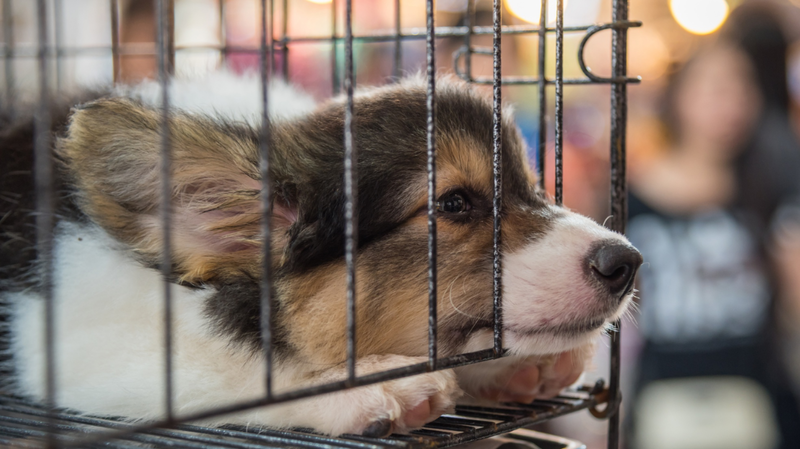 Puppy in a cage